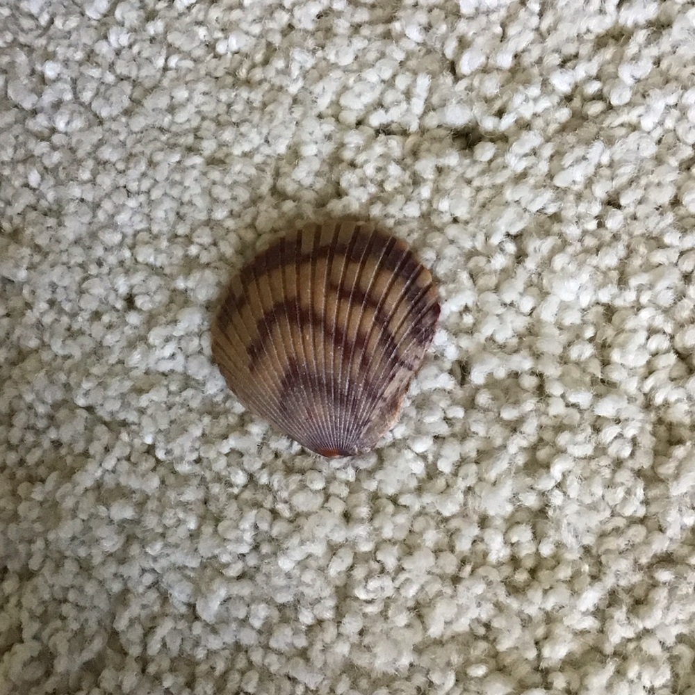 Natural Brown Seashell for Small Pets